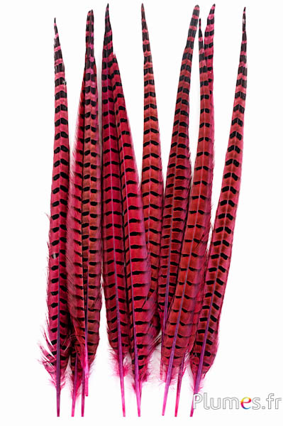 Fagiano di Colchide - 35-45 cm - fucsia